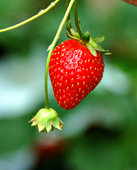 photo of a strawberry