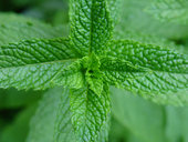 Mint is used to relieve stomach aches and sore throats.  The volatile oils of mint are easily dispersed when mint is heated, so some Chinese herb manufacturers add mint oil back into their finished products.