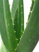 The leaves of a aloe vera plant can be soothing to irritated or sunburned skin.  A tea made from the dried leaves is combined with other ingredients to make a mild laxative.